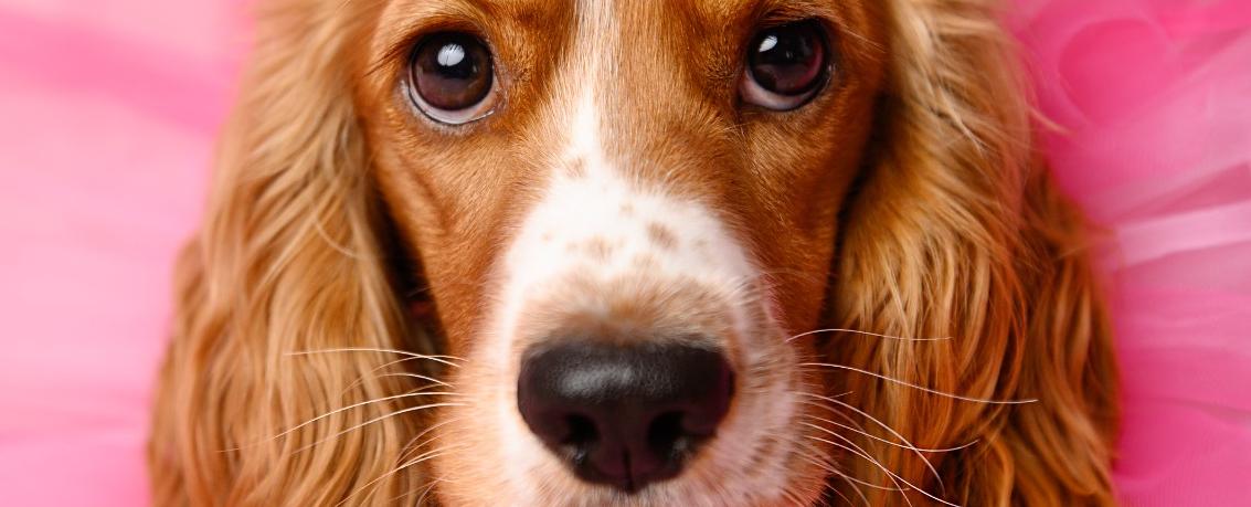 Portada de Barking Moments